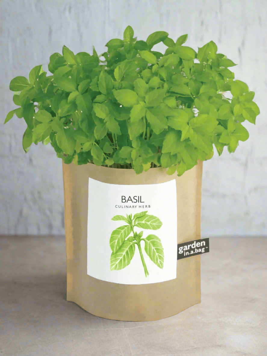 Ash &amp; Rose plant kit Garden in a Bag - Herbs