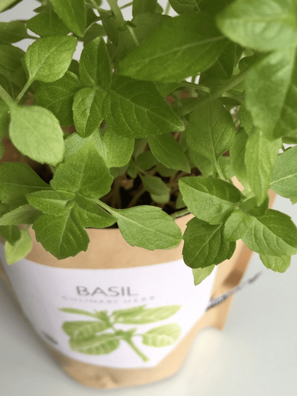 Ash &amp; Rose plant kit Basil Garden in a Bag - Herbs