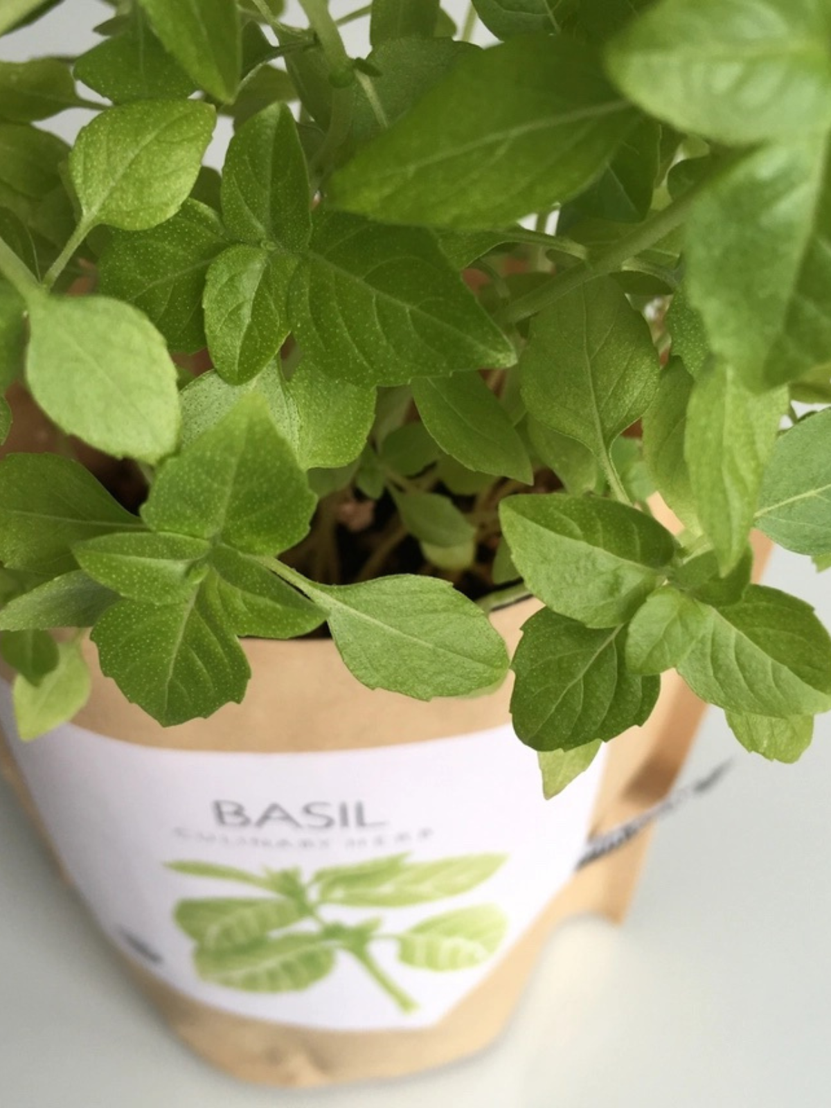 Garden in a Bag - Herbs - My American Goods