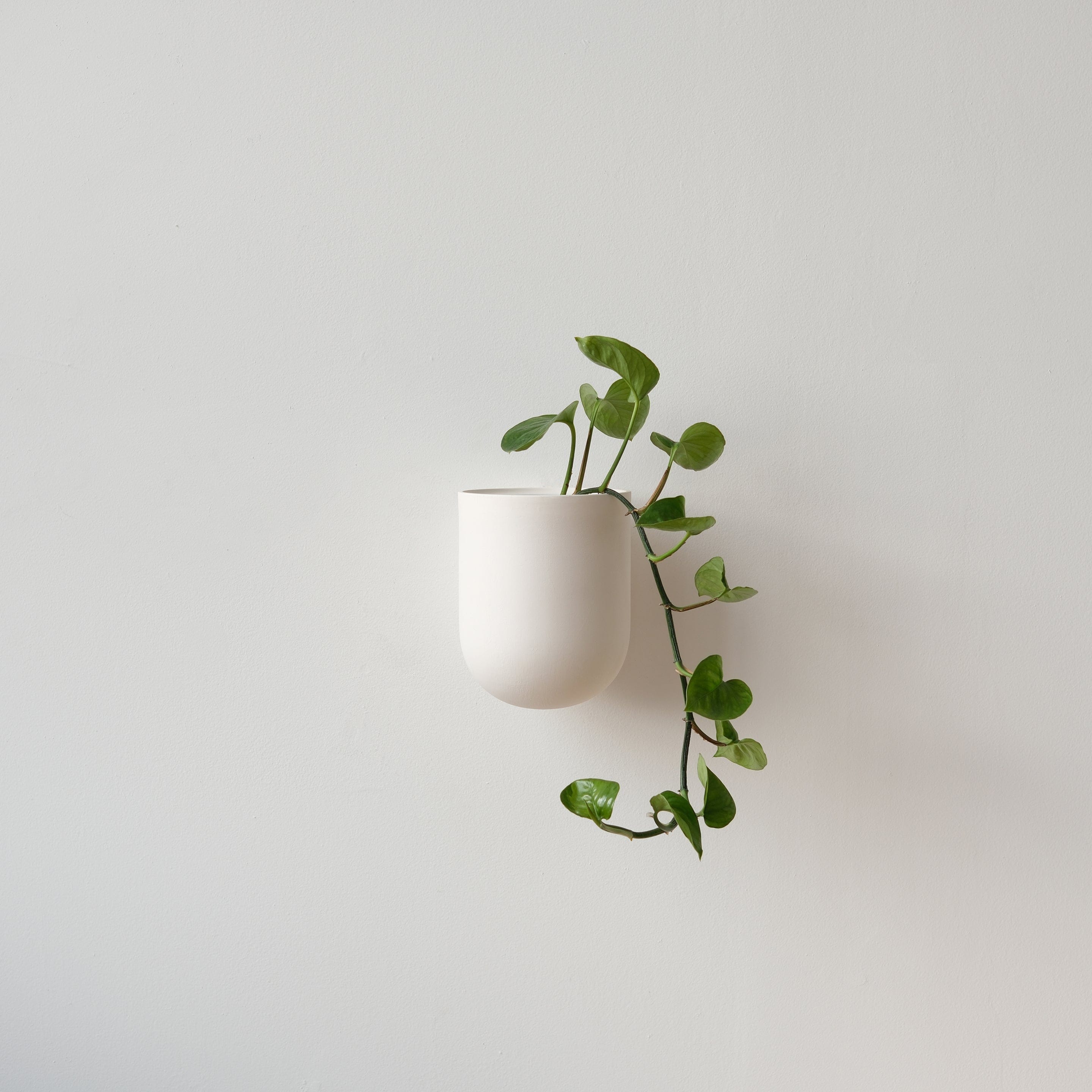 Misewell Pots &amp; Planters Bone Bender Wall Planter