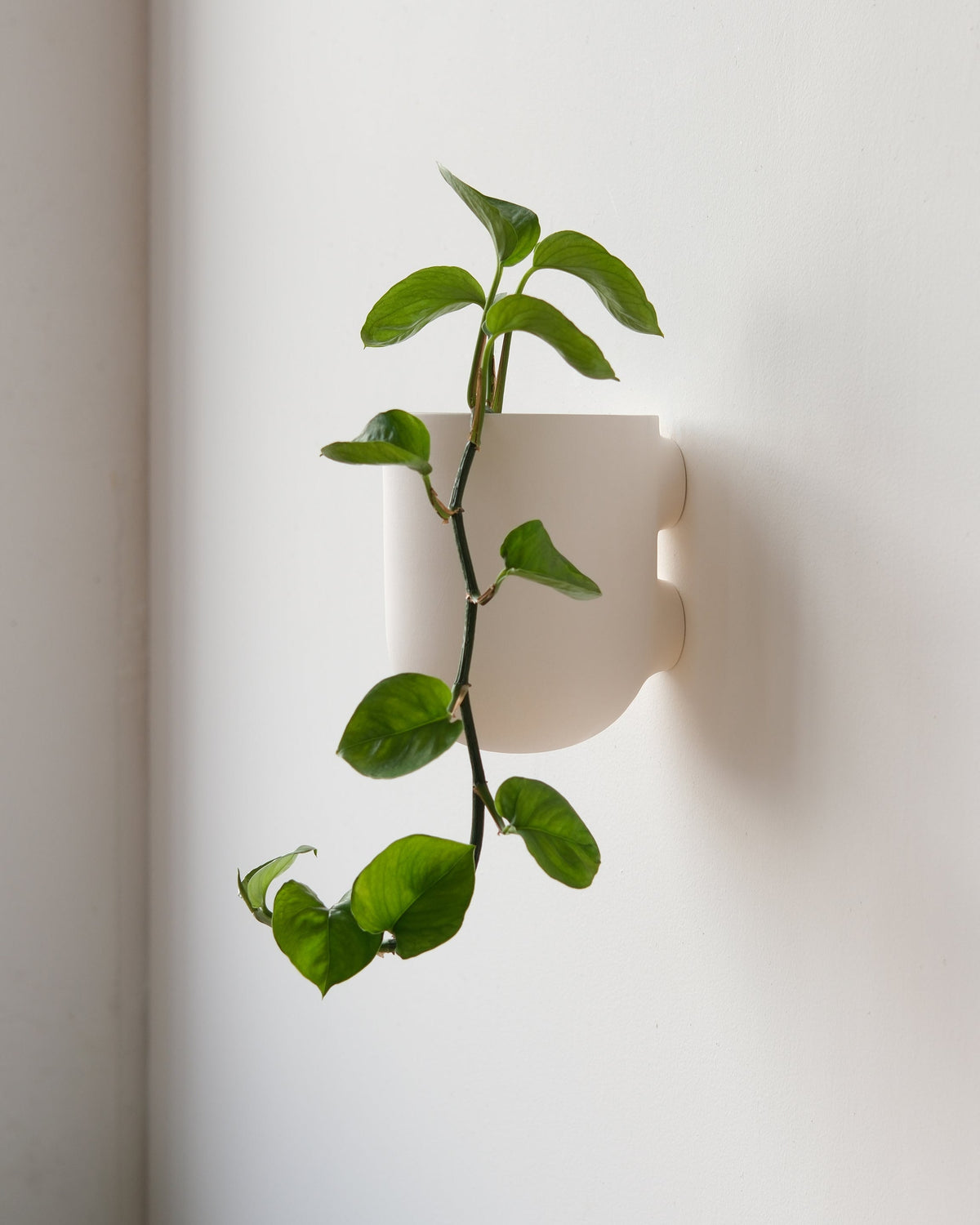 Bender Wall Planter