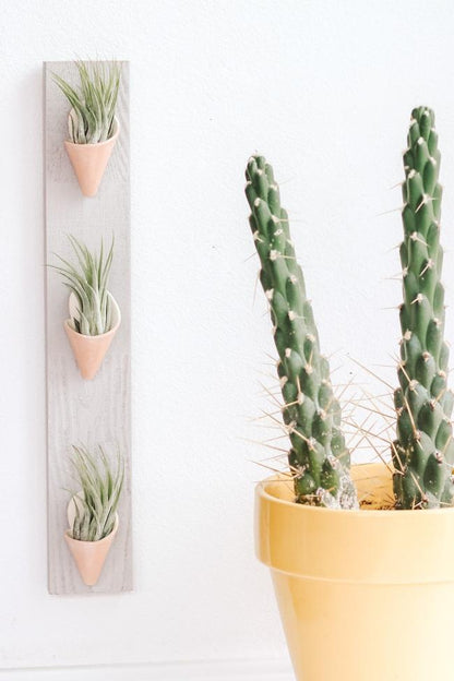 Carter + Rose Blush / With Plant Triple Ceramic Wall Planter