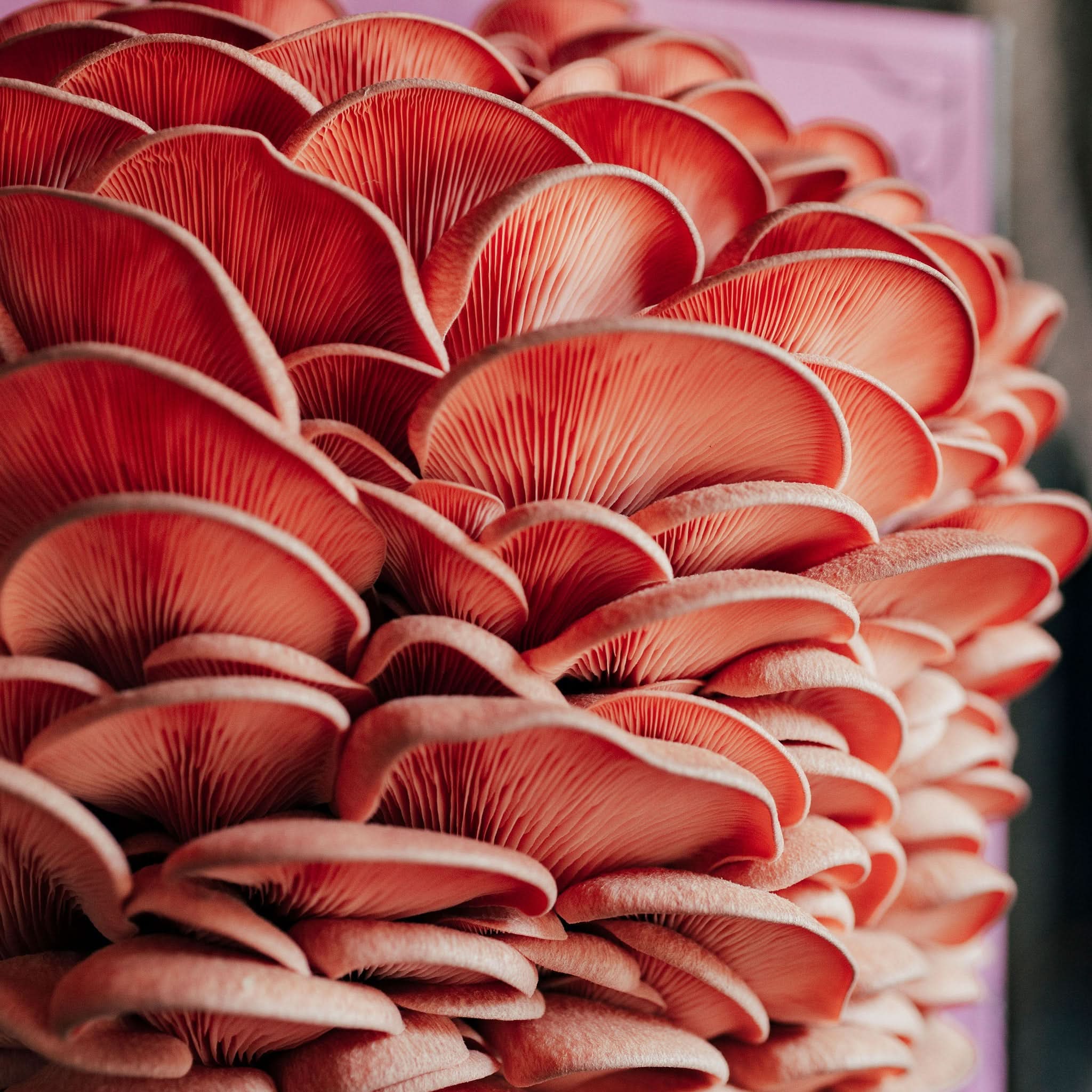 Hodgins Harvest Mushroom Growing Supplies Organic Pink Oyster Mushroom Grow Kit