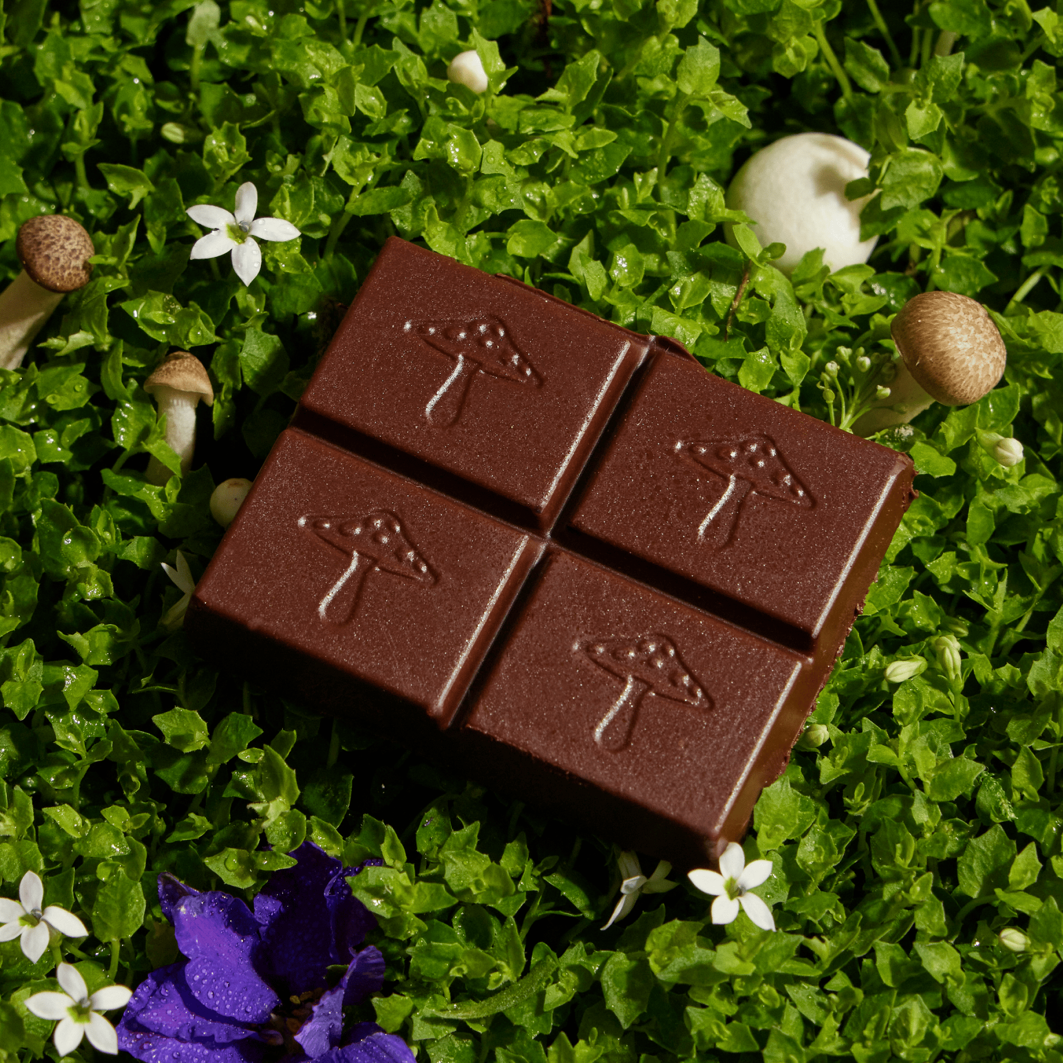 alice mushrooms Brainstorm Functional Mushroom Chocolates