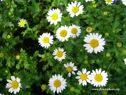 German Chamomile Seeds