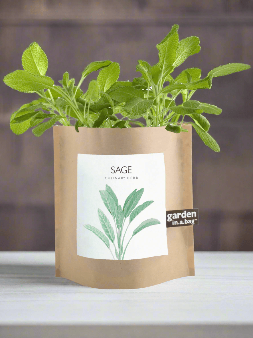 Ash &amp; Rose plant kit Sage Garden in a Bag - Herbs