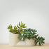 Misewell Pots & Planters Double Planter