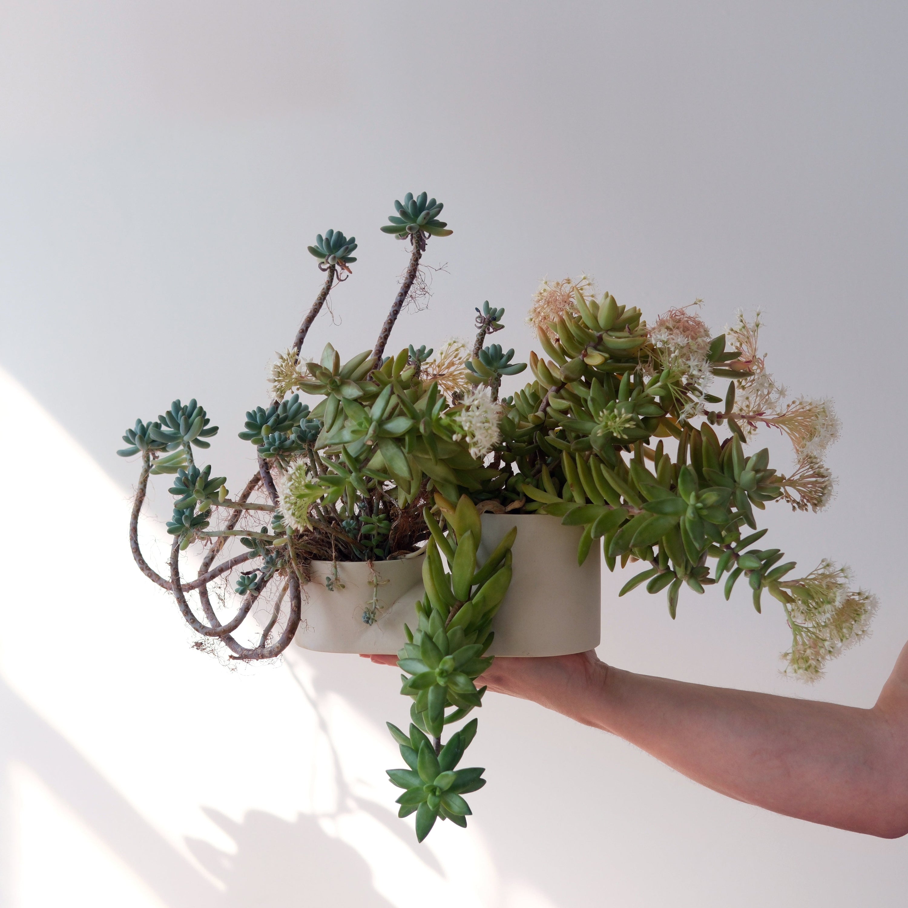 Misewell Pots &amp; Planters Double Planter