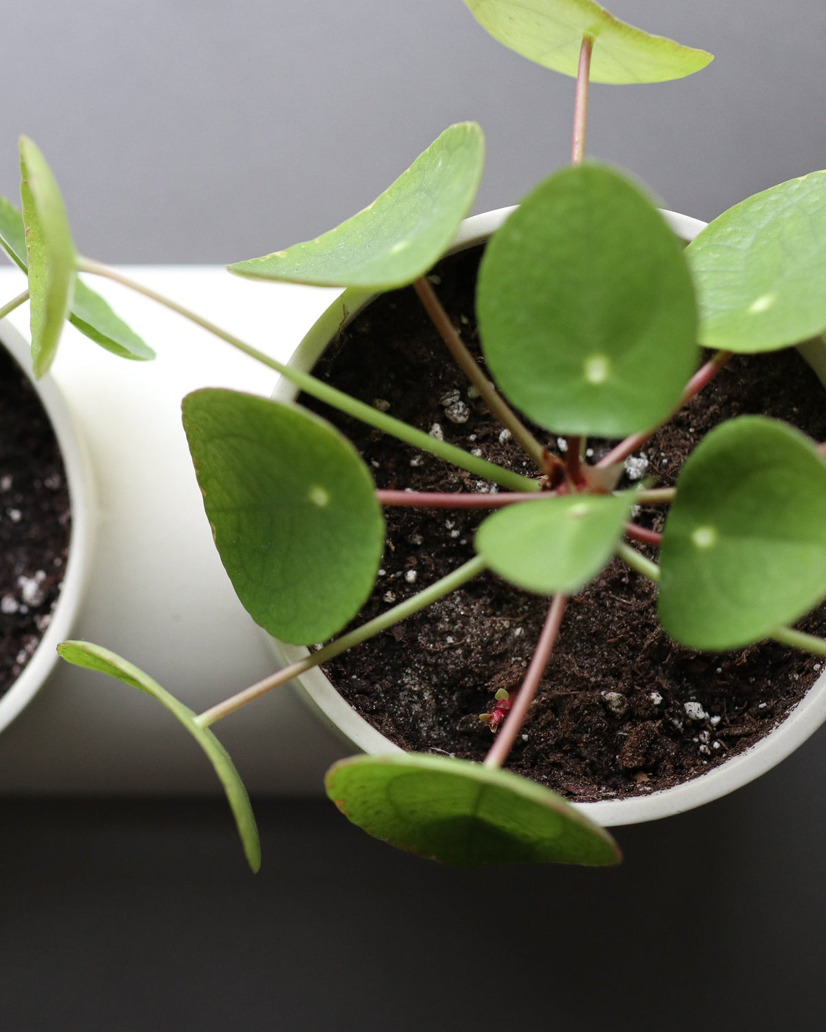Double Planter