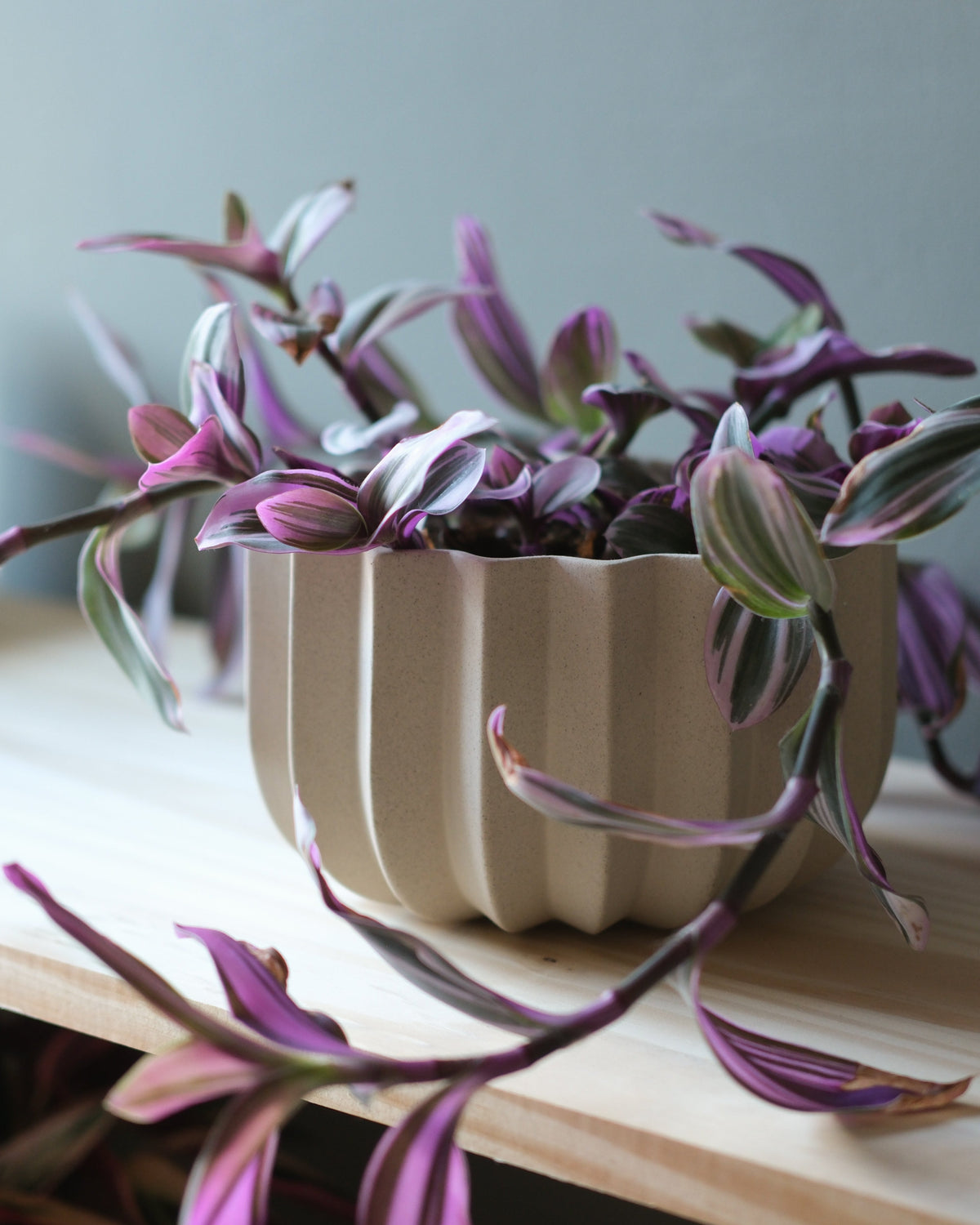 Wrap Planter - 4 sizes