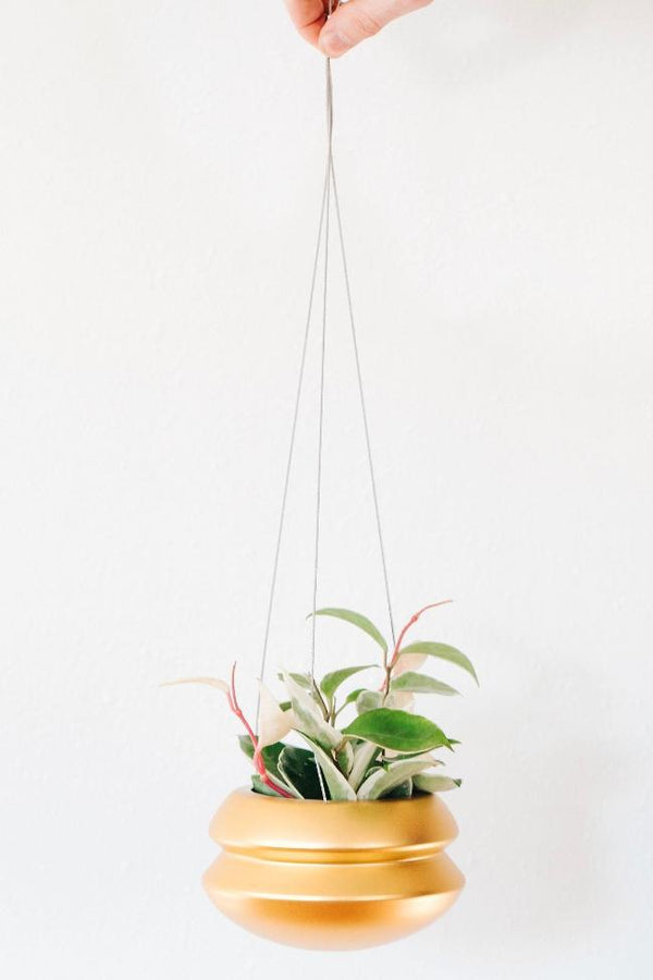 Carter + Rose Gold Tone / Medium Hanging Planter