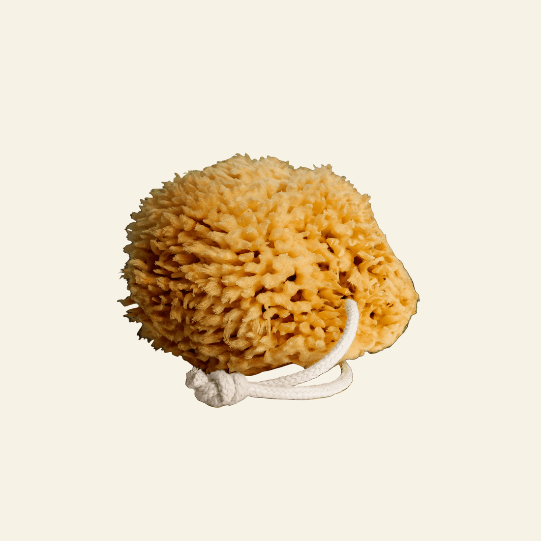 Sea Wool Sponge
