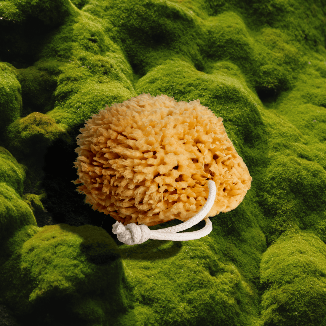 Sea Wool Sponge - My American Goods