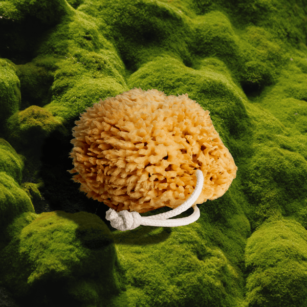 Sea Wool Sponge - My American Goods