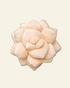 Decorative beige succulent-shaped object on a white background