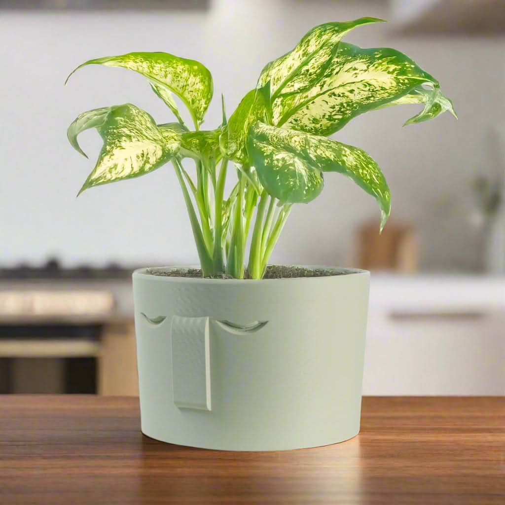 Rosebud HomeGoods Pots &amp; Planters 4 Inch / Cream / Without Drip Tray Minimal Face Planter, Small Medium Large, With Drip Tray and Great Drainage