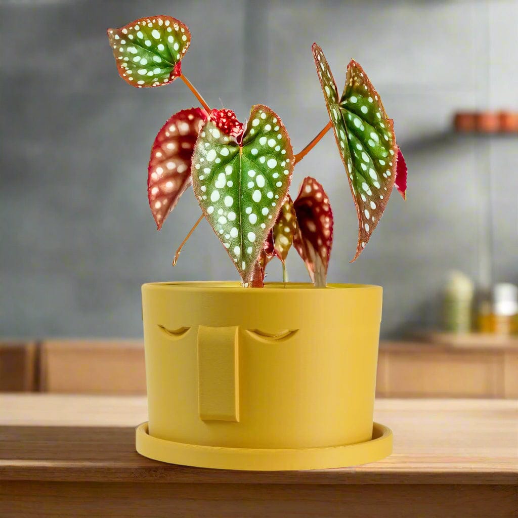 Rosebud HomeGoods Pots &amp; Planters 4 Inch / Mustard / Without Drip Tray Minimal Face Planter, Small Medium Large, With Drip Tray and Great Drainage