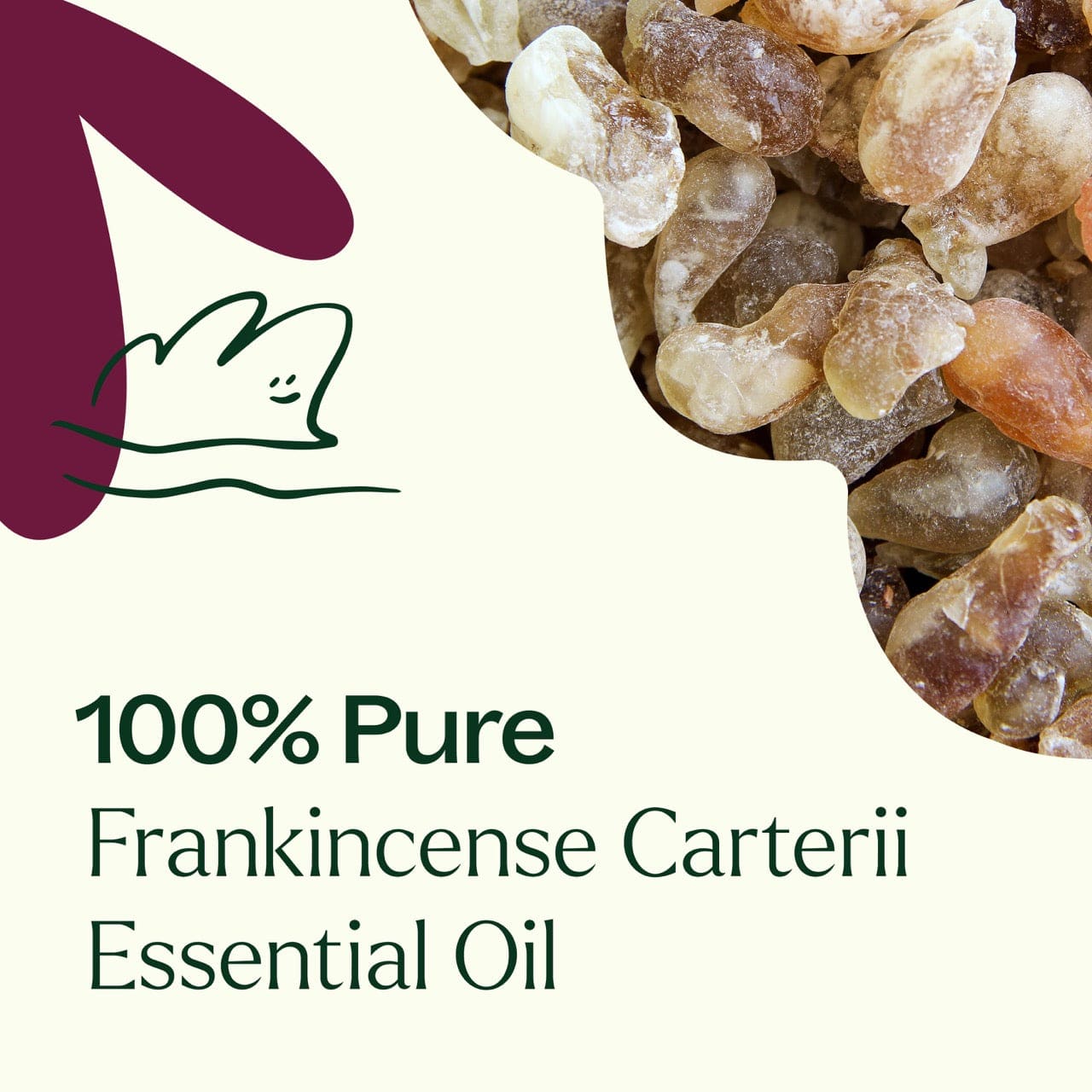 Plant Therapy Essential Oil Frankincense Carterii Essential Oil