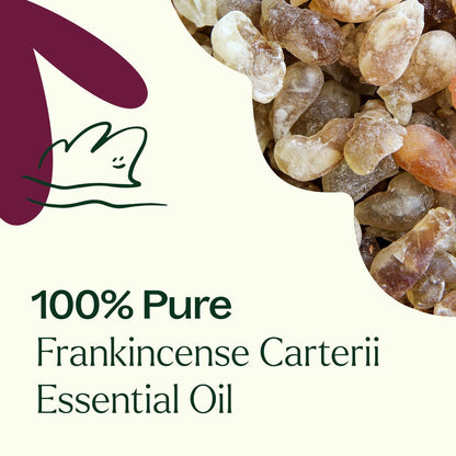 Plant Therapy Essential Oil Frankincense Carterii Essential Oil