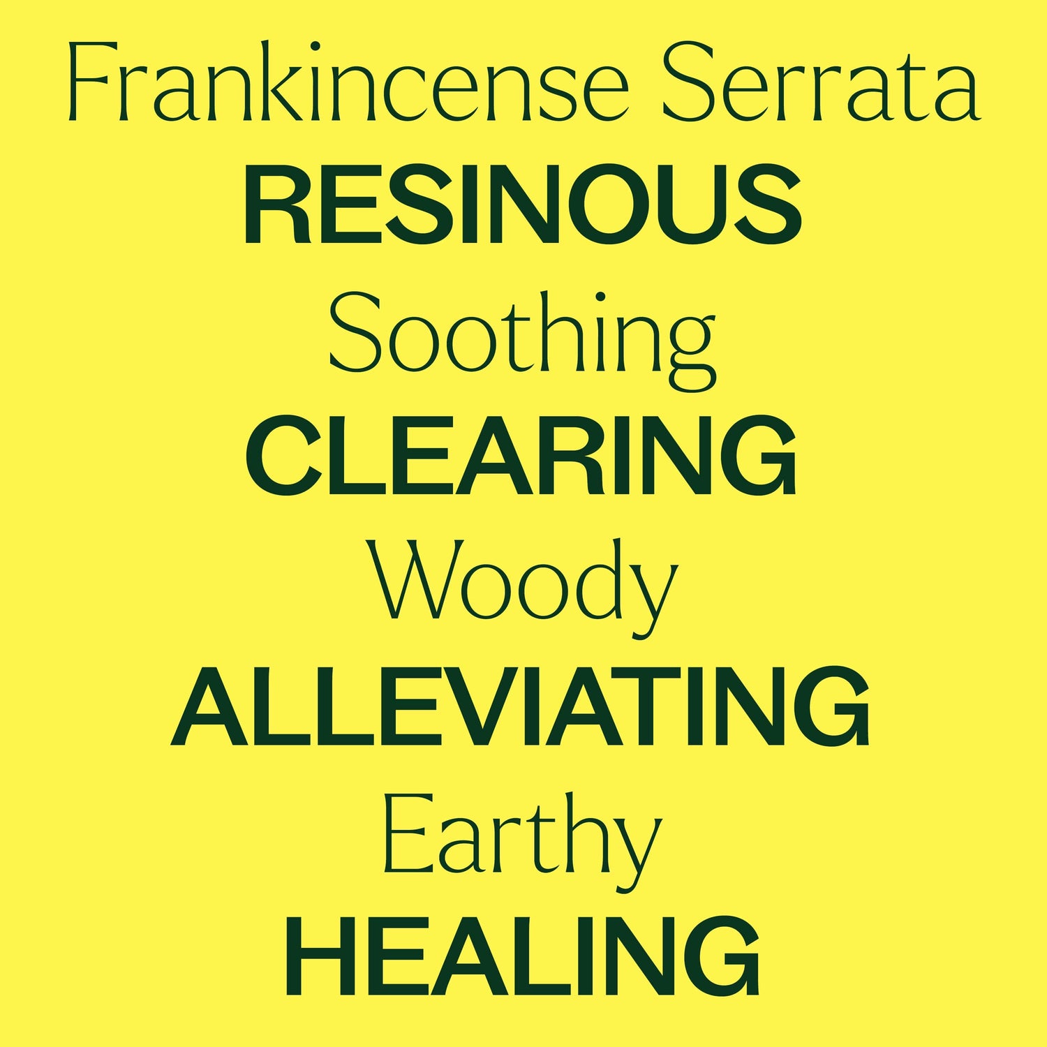 Plant Therapy Essential Oil Frankincense Serrata Essential Oil
