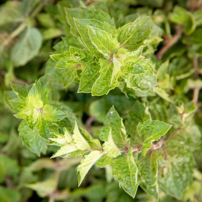 Black Currant with Wild Mint Jam