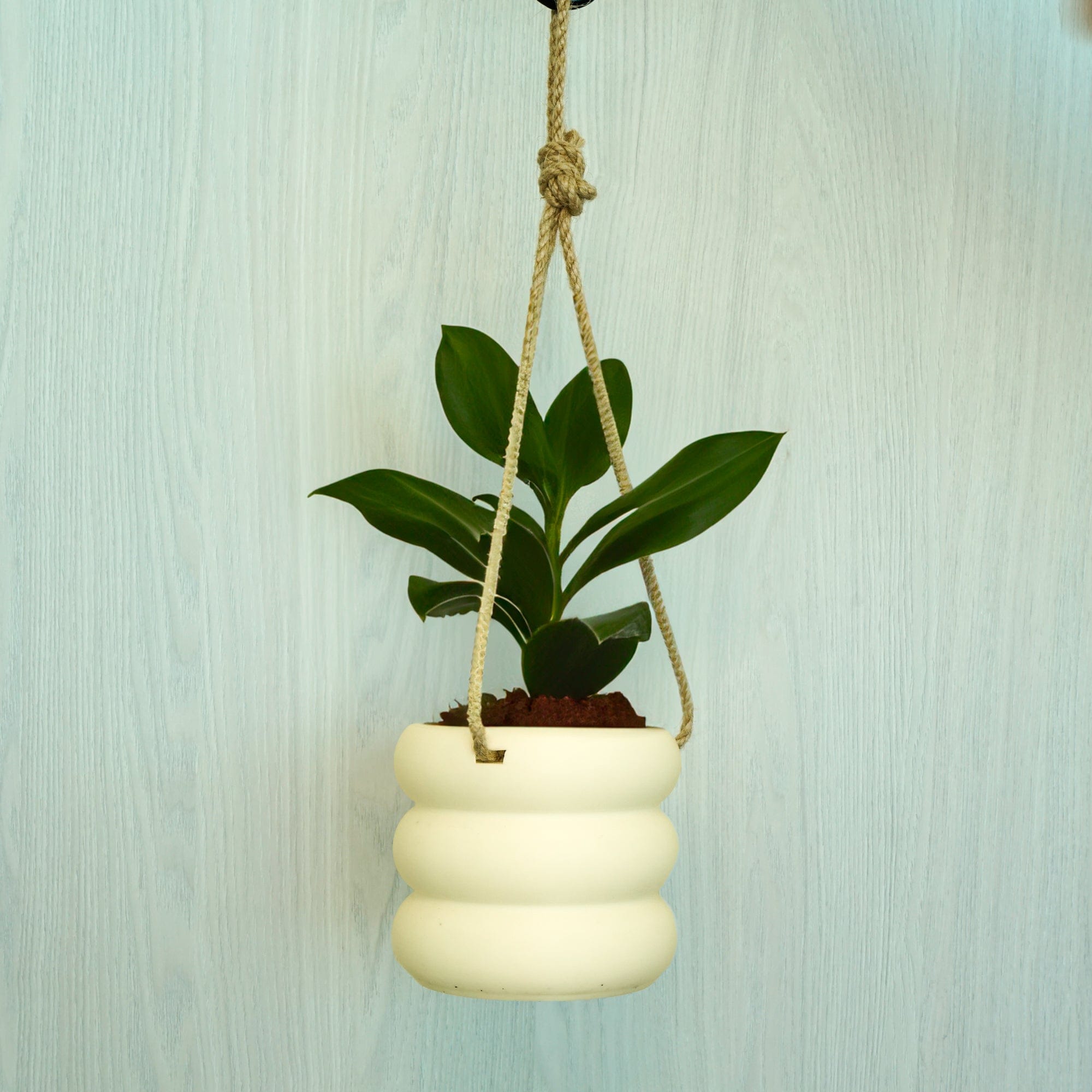 Rosebud HomeGoods Hanging Bubble Plant Pot