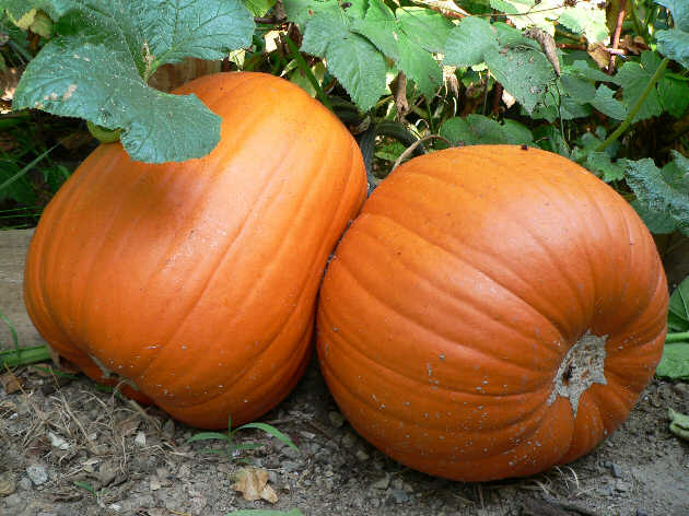 Jack O&