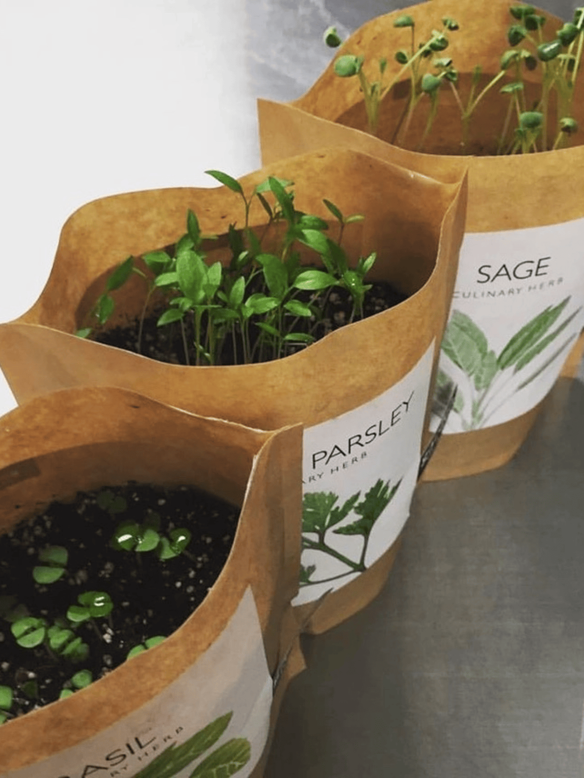 Ash &amp; Rose plant kit Garden in a Bag - Herbs