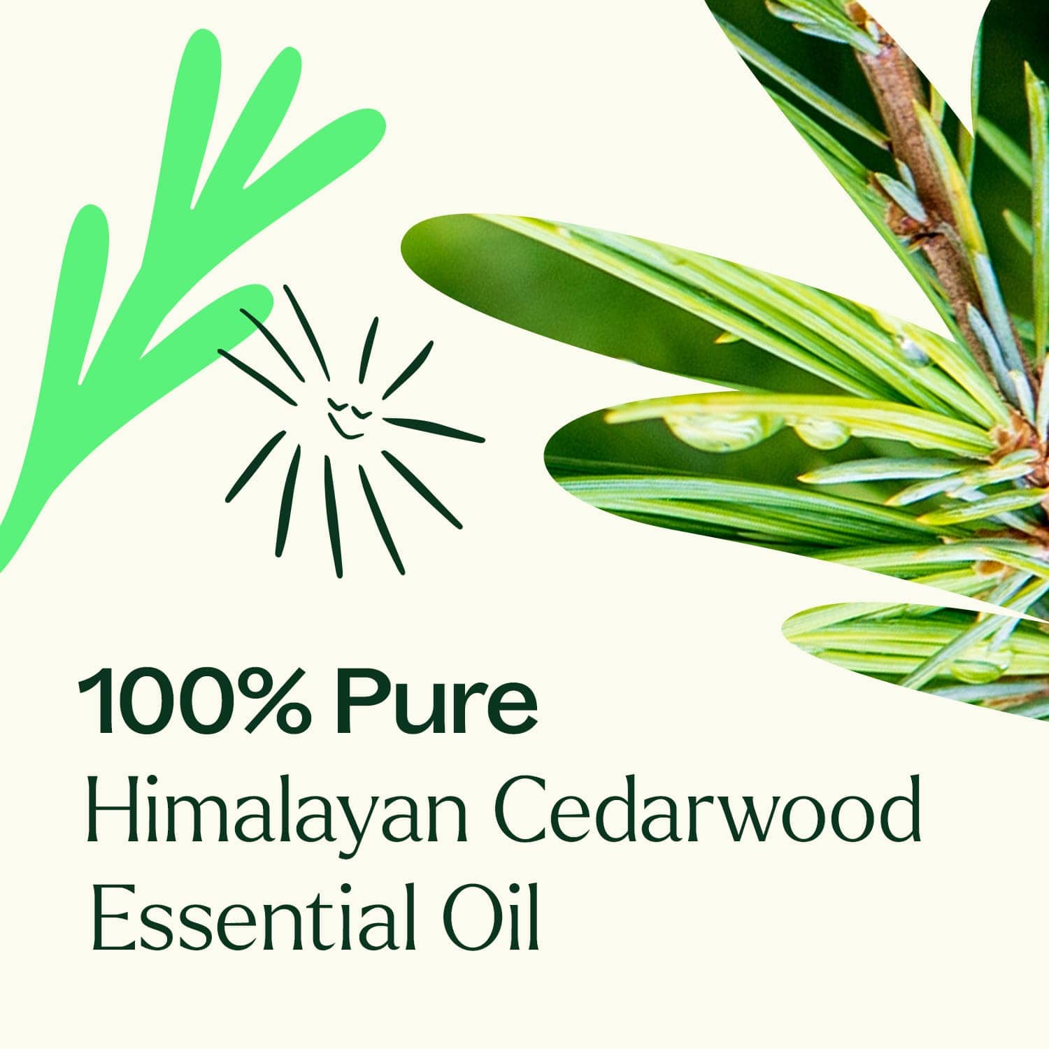 Plant Therapy Essential Oil Himalayan Cedarwood Essential Oil