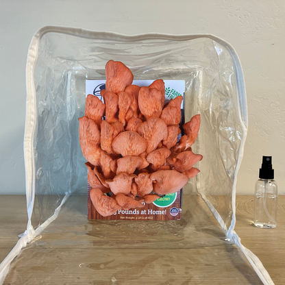 Premium Pink Oyster Mushroom Growing Kit - 5 LBS - My American Goods