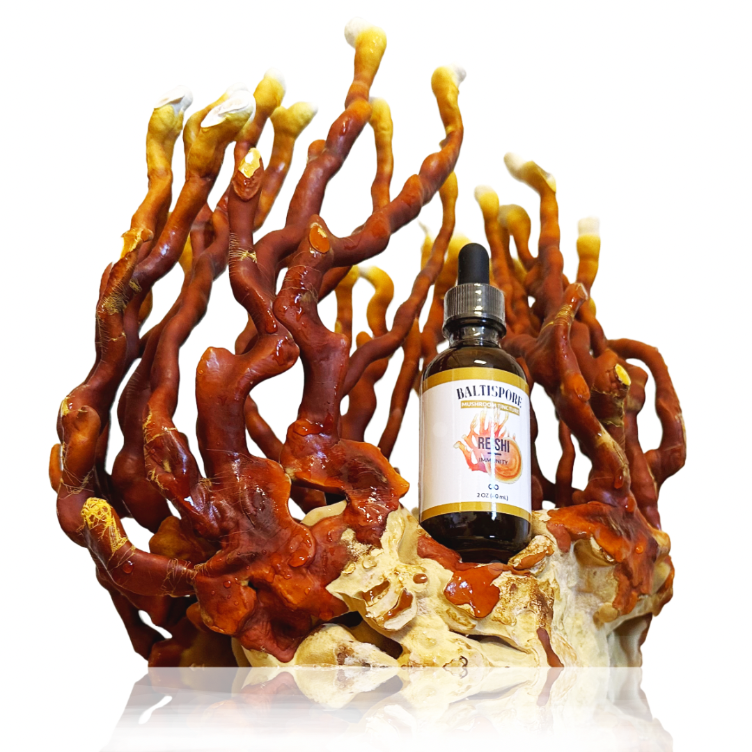 Reishi Mushroom Tincture - My American Goods