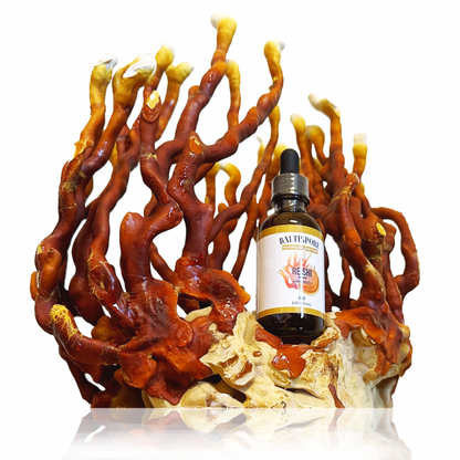 Reishi Mushroom Tincture - My American Goods