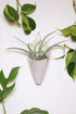 Carter + Rose Medium Ceramic Wall Planter