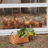 Basket of fresh vegetables in front of a wire fence with chickens in the background