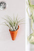 Carter + Rose Terracotta / With plant Mini Wall Planter Magnet