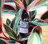 Apotheke DuJardin - Castor Beauty Oil - My American Goods