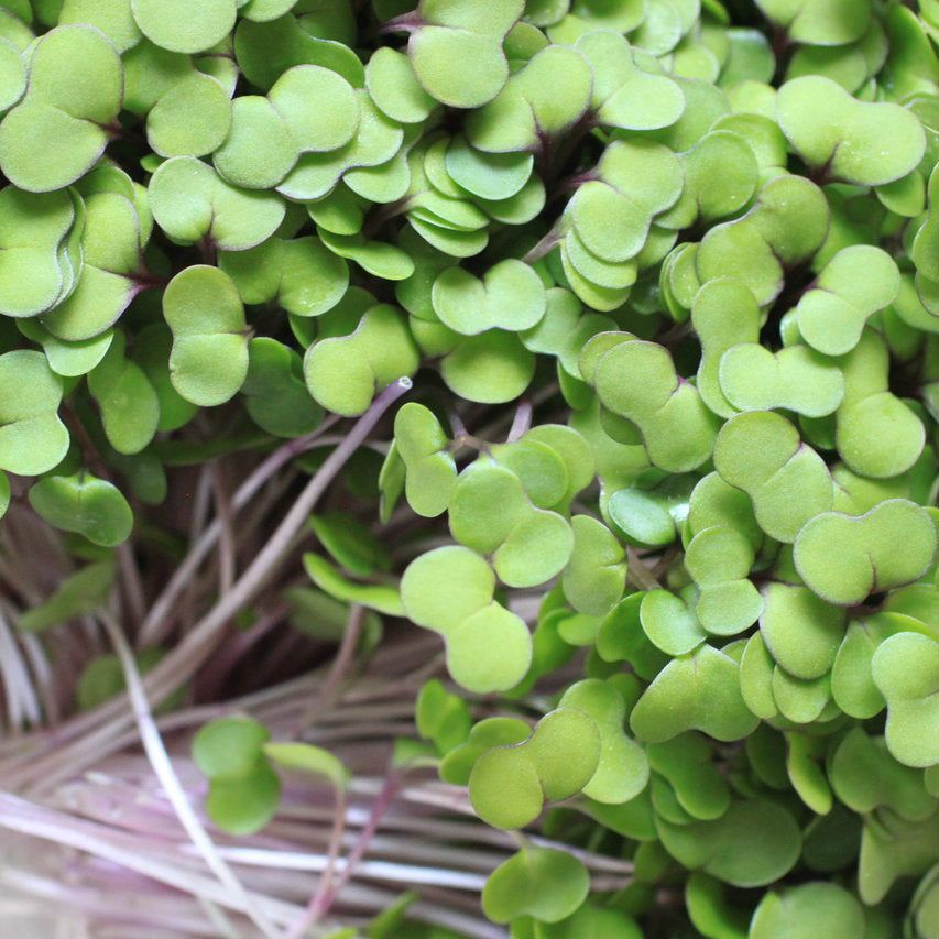 Kale Microgreen Seeds