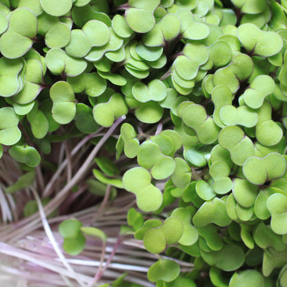 Kale Microgreen Seeds