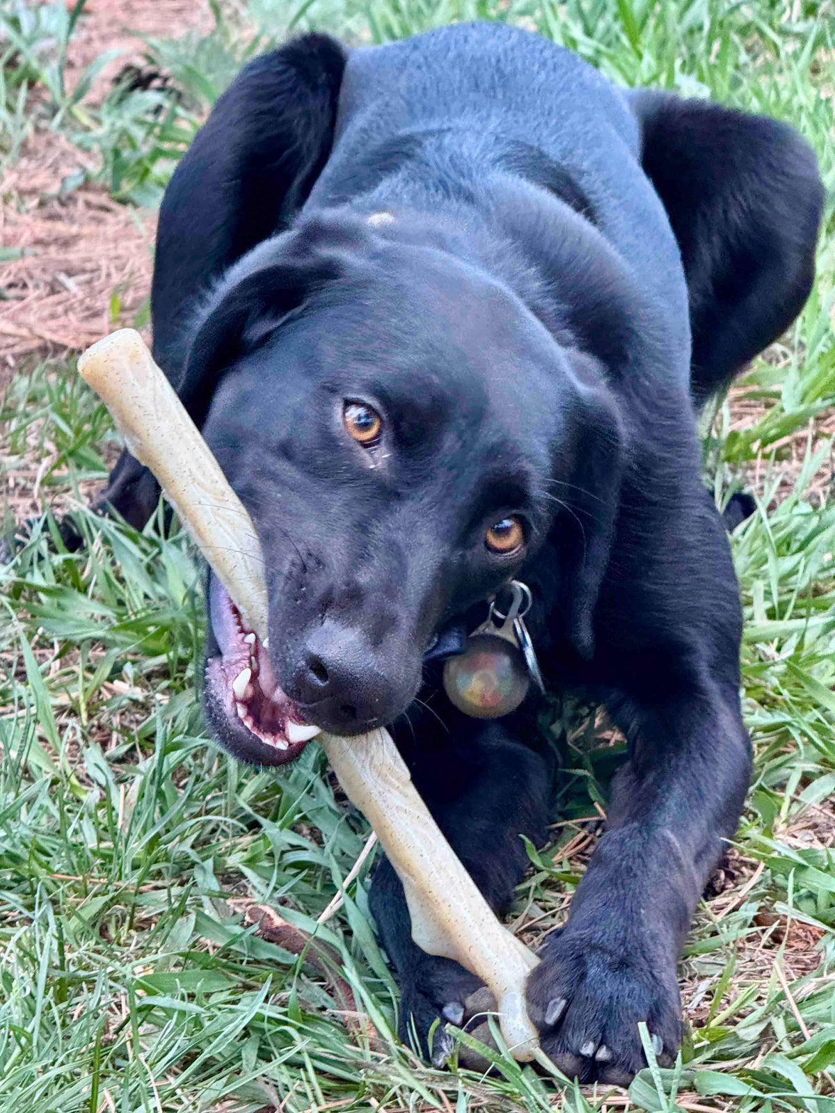 Durable Nylon Chew Stick for Power Chewers | Durable Dog Toy USA