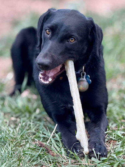 Durable Nylon Chew Stick for Power Chewers | Durable Dog Toy USA