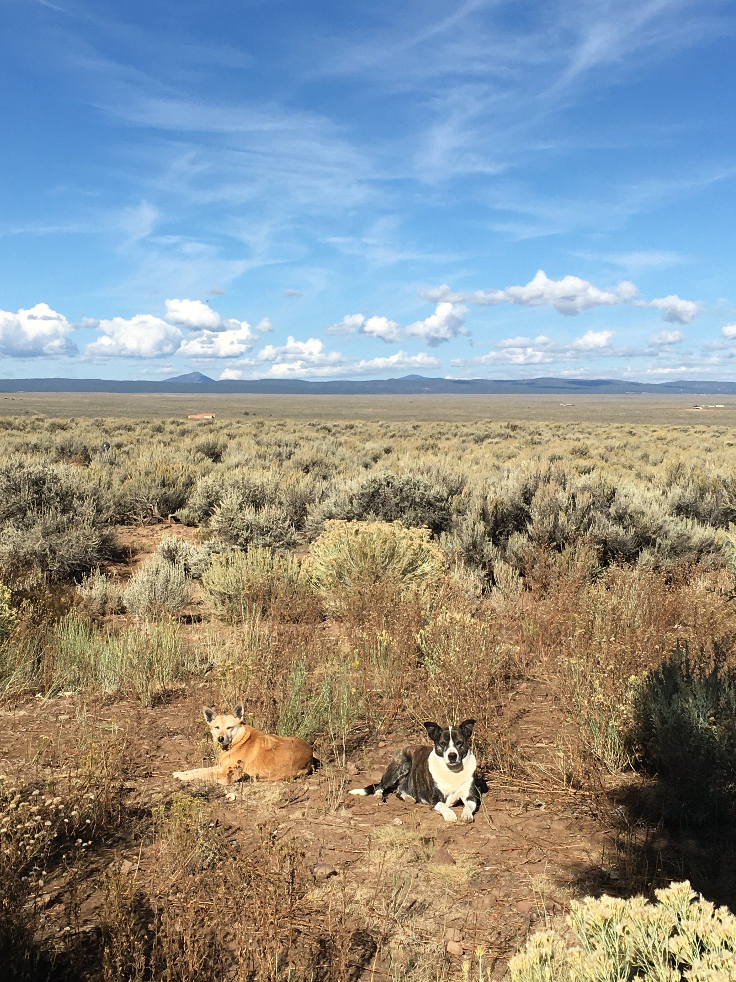 Circular Bodies home spray New Mexico Sagebrush Hydrosol
