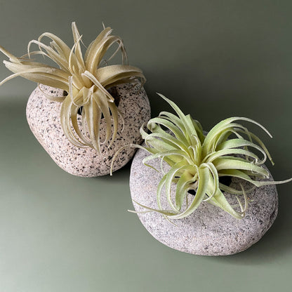 Stone Succulent Planter