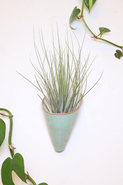 Carter + Rose Pistachio / With plant Large Ceramic Wall Planter