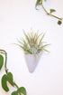 Carter + Rose Blush / With plant Large Ceramic Wall Planter