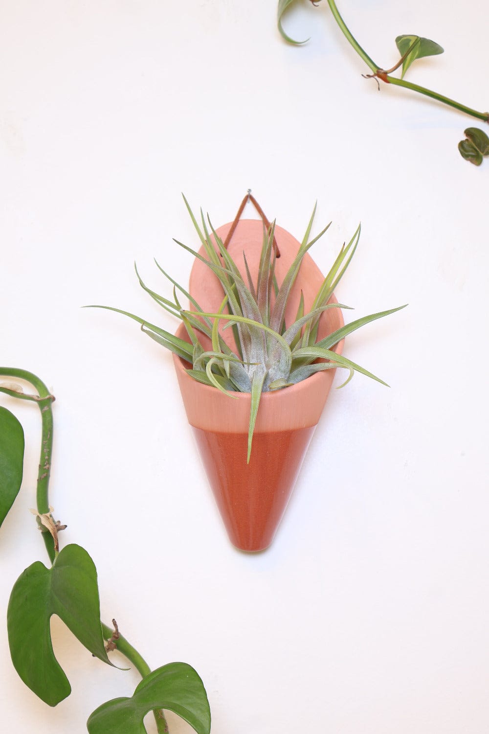Carter + Rose Terracotta / With plant Large Ceramic Wall Planter