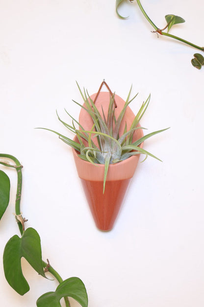Carter + Rose Terracotta / With plant Large Ceramic Wall Planter