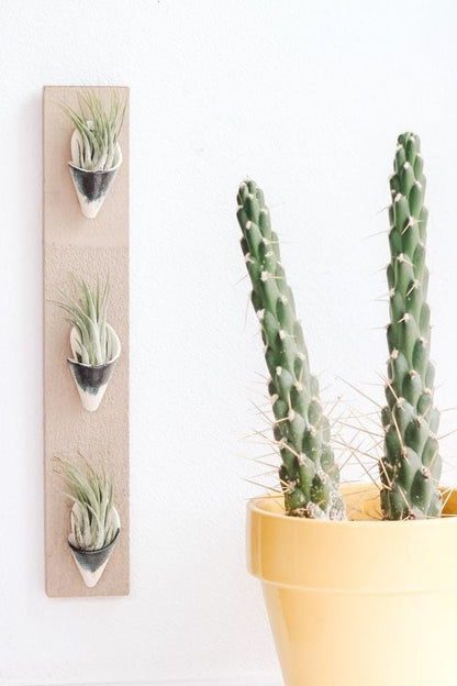 Carter + Rose Indigo / With Plant Triple Ceramic Wall Planter