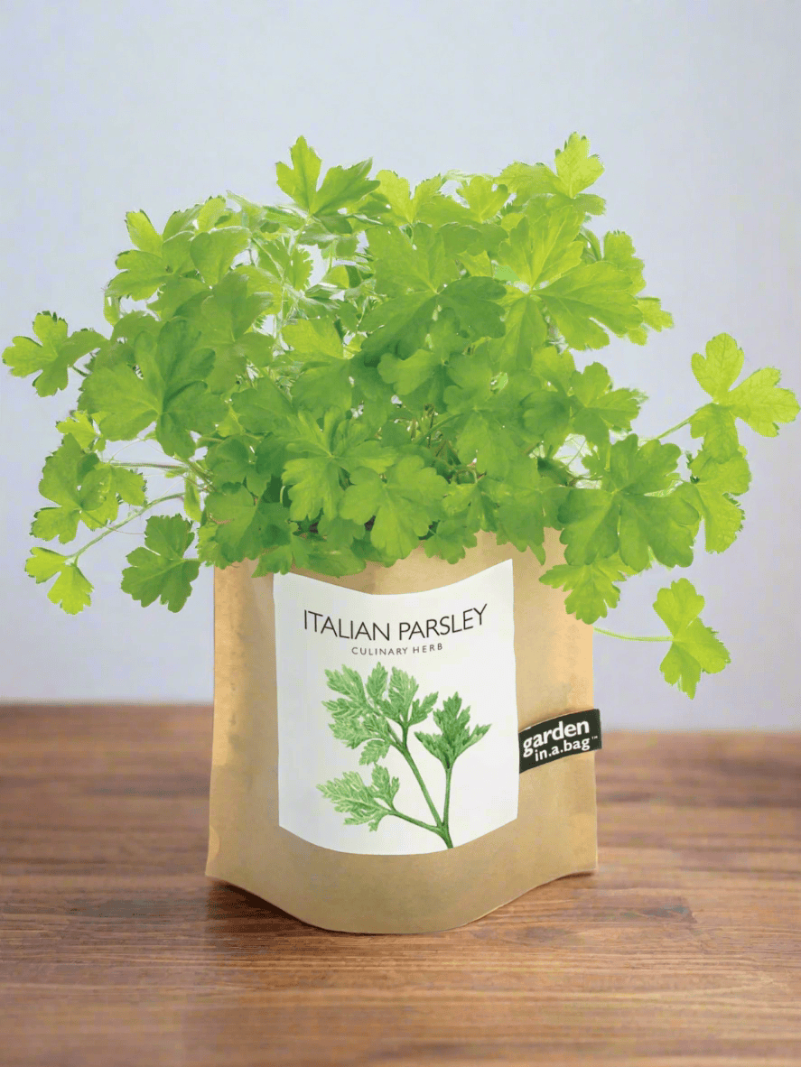 Ash &amp; Rose plant kit Garden in a Bag - Herbs