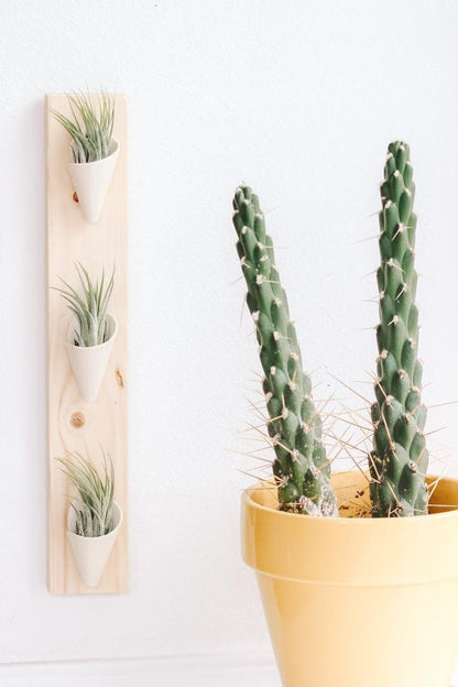 Carter + Rose Ivory / With Plant Triple Ceramic Wall Planter