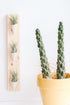 Triple Ceramic Wall Planter - My American Goods